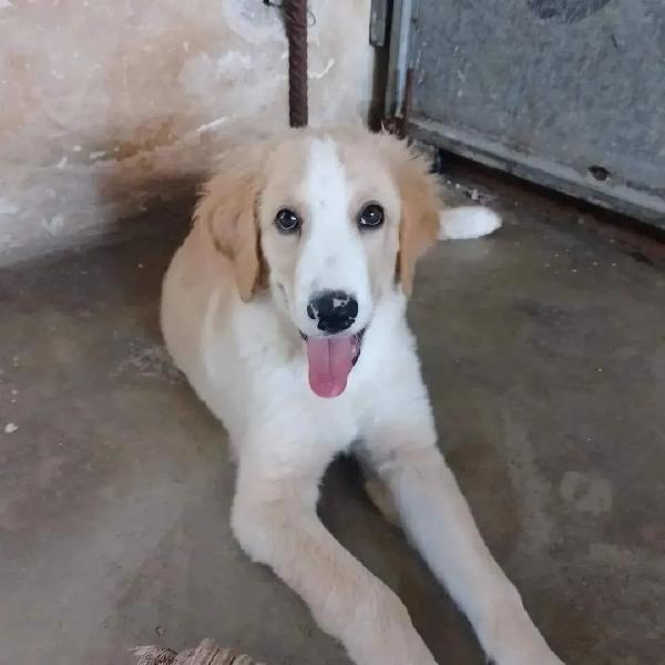 Emy, Cucciola Piena Di Vita E Amorevole