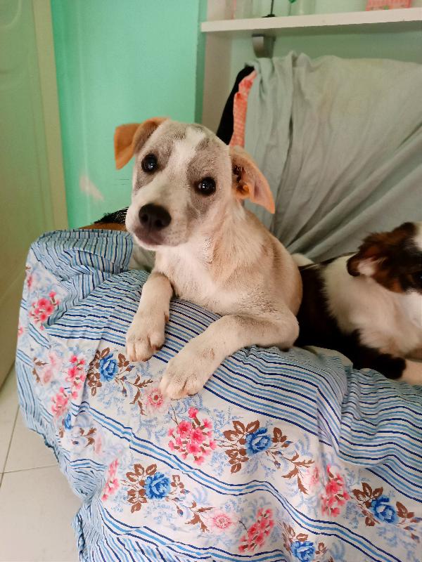 Cucciola Di Taglia Medio-Piccola In Toscana 