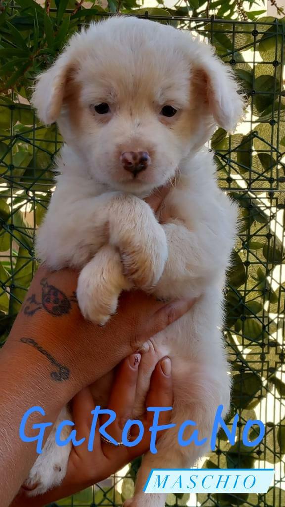 Cuccioli Simil Breton