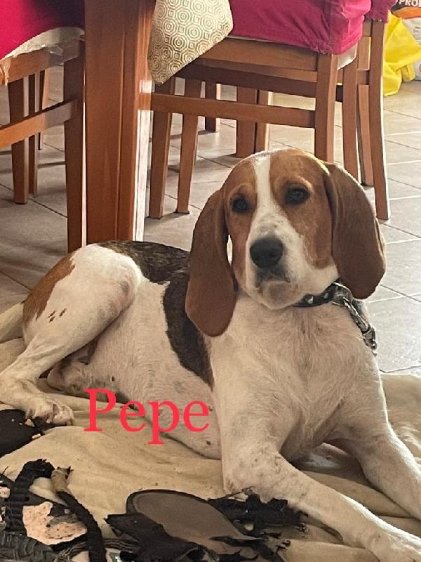 Pepe Giovane Simil Beagle 