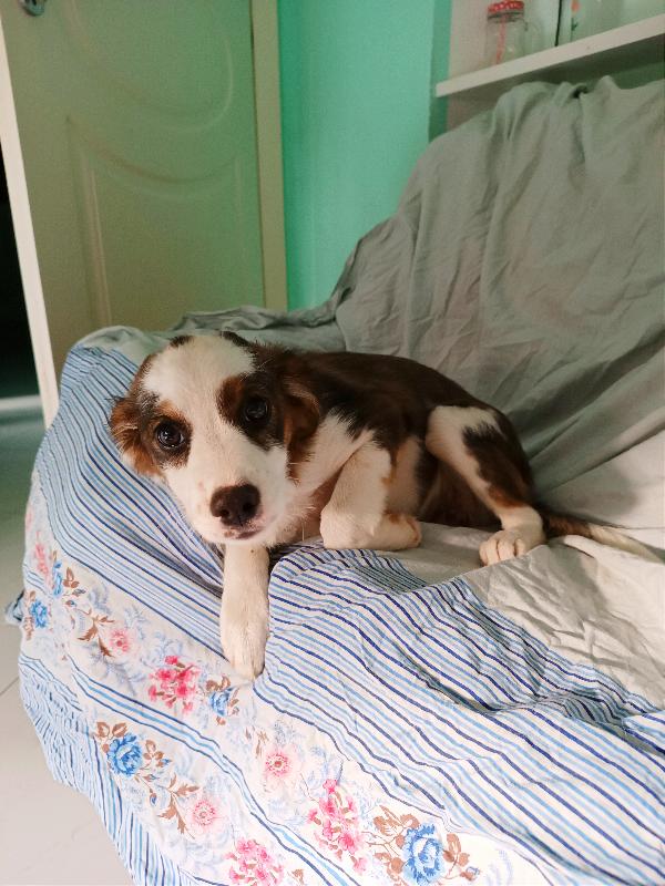 Cucciola Taglia Medio Piccola In Toscana 