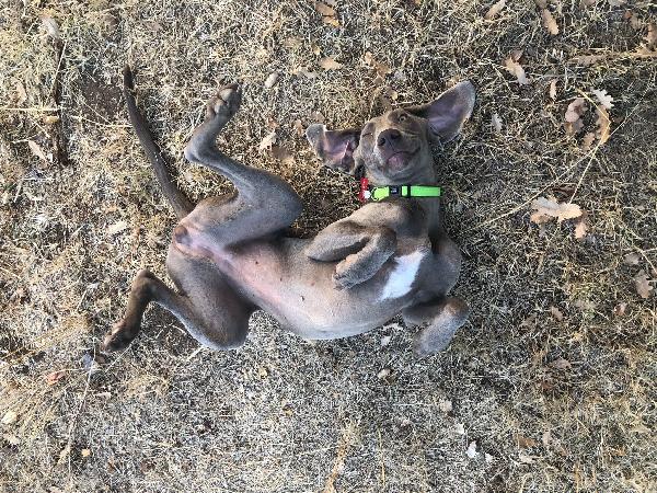 UNA CASA PER MOLLY GIOVANE WEIMARANER  Foto 2