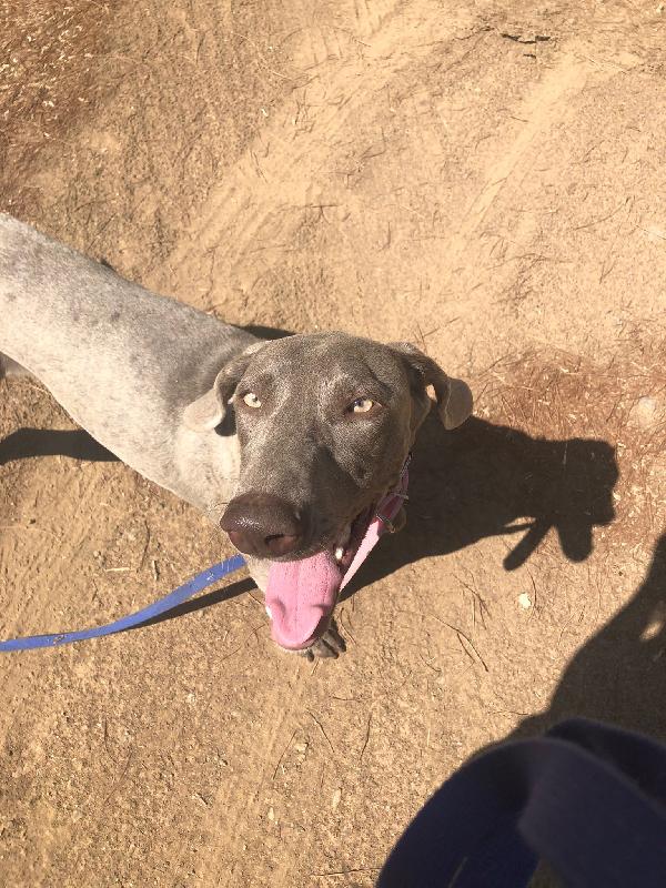 UNA CASA PER MOLLY GIOVANE WEIMARANER  Foto 4