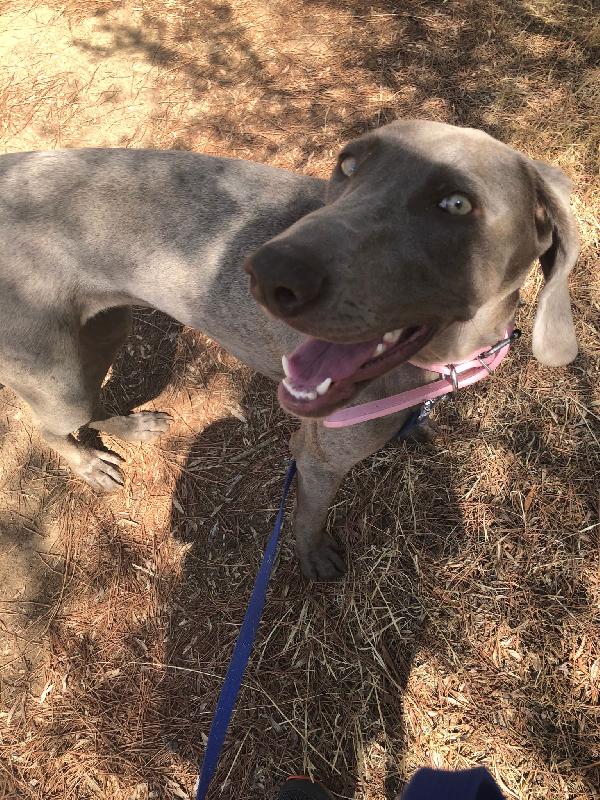 UNA CASA PER MOLLY GIOVANE WEIMARANER  Foto 6