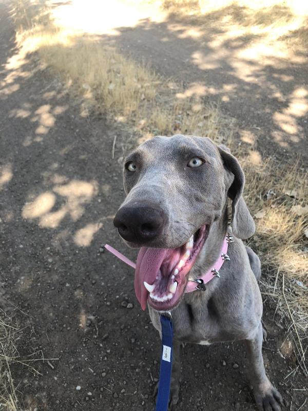 UNA CASA PER MOLLY GIOVANE WEIMARANER  Foto 7