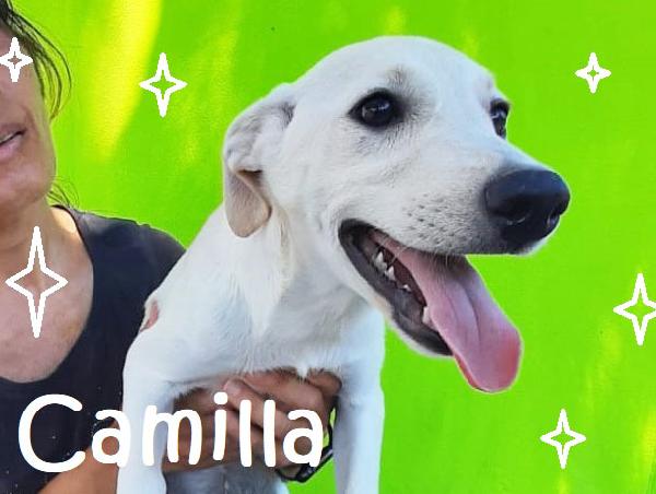 Cami Cucciola Taglia Piccola