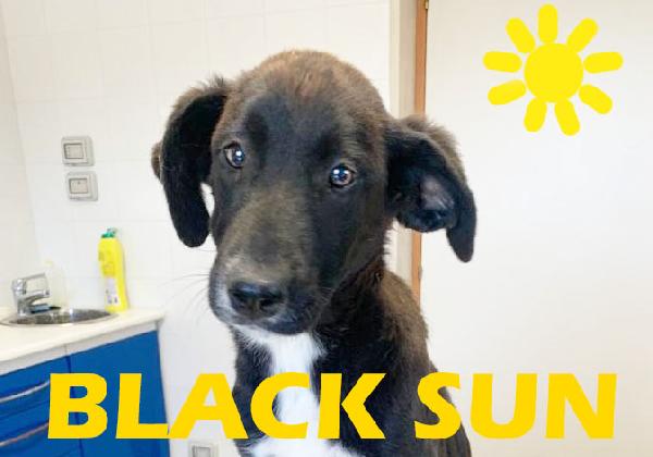 Blacksun Cucciola Nera Taglia Media