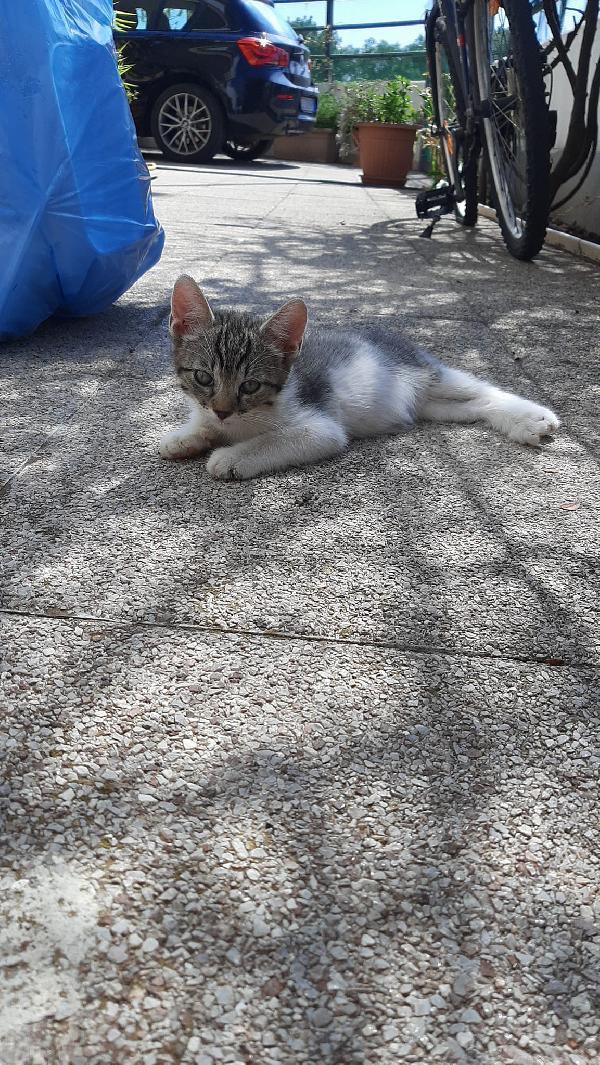 Gioia, Dolcissima Gatta