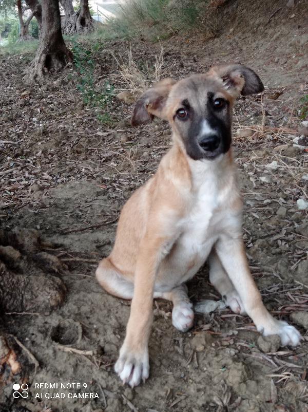 Nikita Simil Pastore 