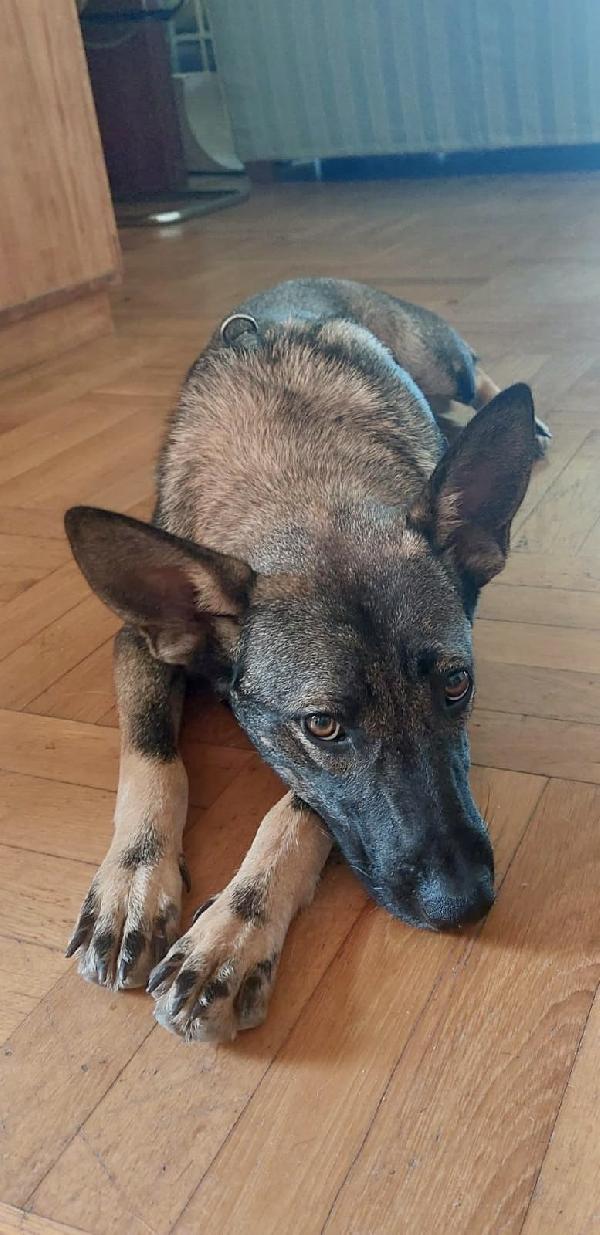 UNA CASA PER LEILA CUCCIOLA SIMIL BELGIAN MALINOIS Foto 2