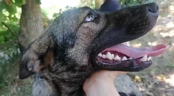 UNA CASA PER LEILA CUCCIOLA SIMIL BELGIAN MALINOIS Foto 5