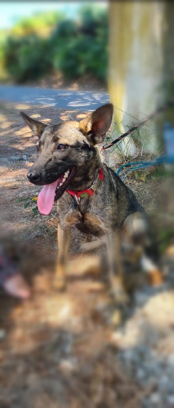 UNA CASA PER LEILA CUCCIOLA SIMIL BELGIAN MALINOIS Foto 6