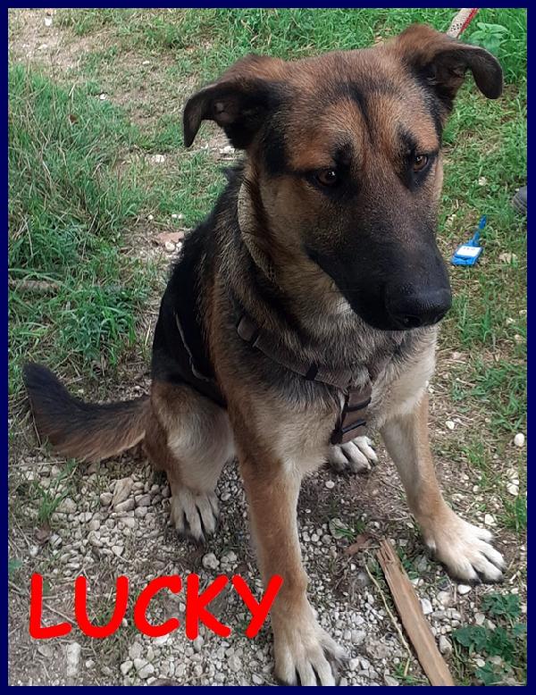 Adozione Urgente Per Lucky Cucciolone 1 Anno E Mezzo Simil Pastore Tedesco, Vagava Affamato Ed Assetato Ma Nessuno Lo Ha Aiutato!