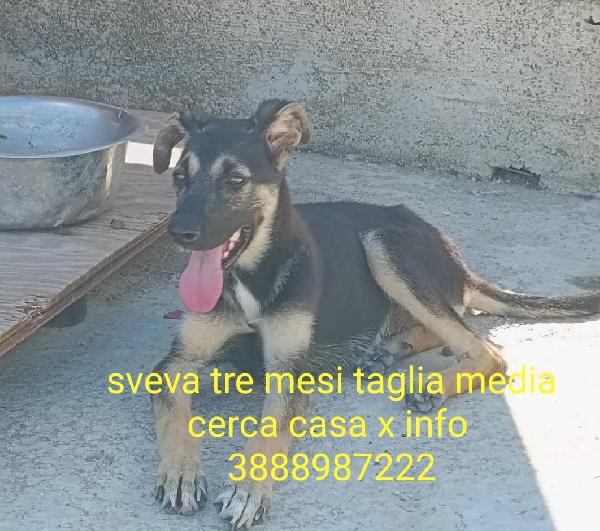 Sveva Cerca Adozione ❤️