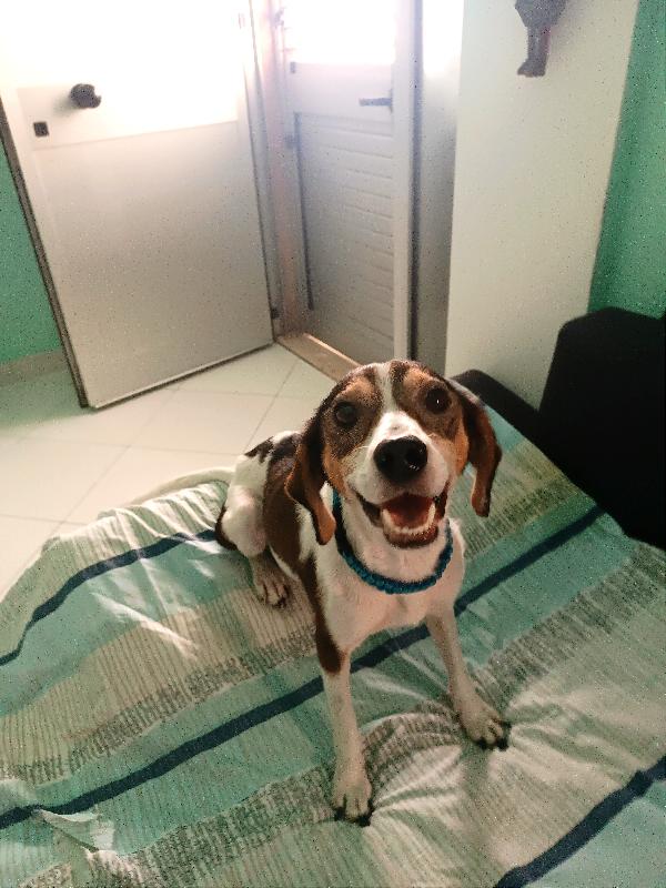 Simil Jack Russel, 1 Anno, 10 Kg Scarsi