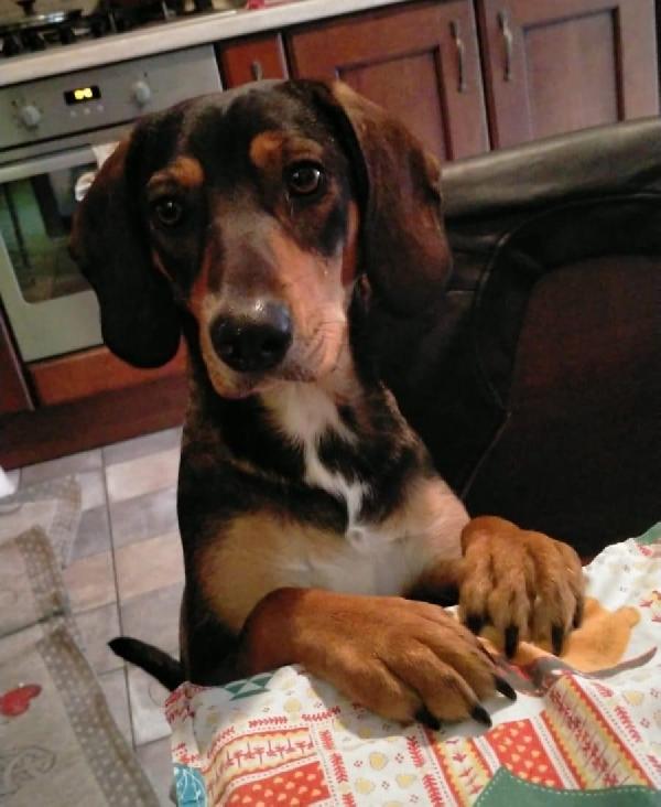 Lilly Cerca Casa Urgente 