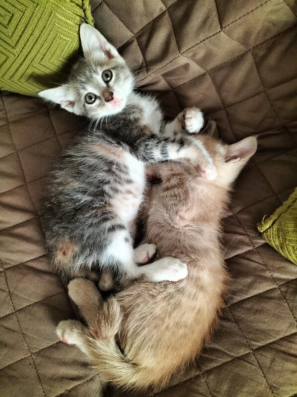 Red E Milù Gattini Cuccioli 2 Mesi