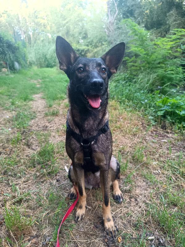 Leila, Lupetta In Miniatura, In Toscana 