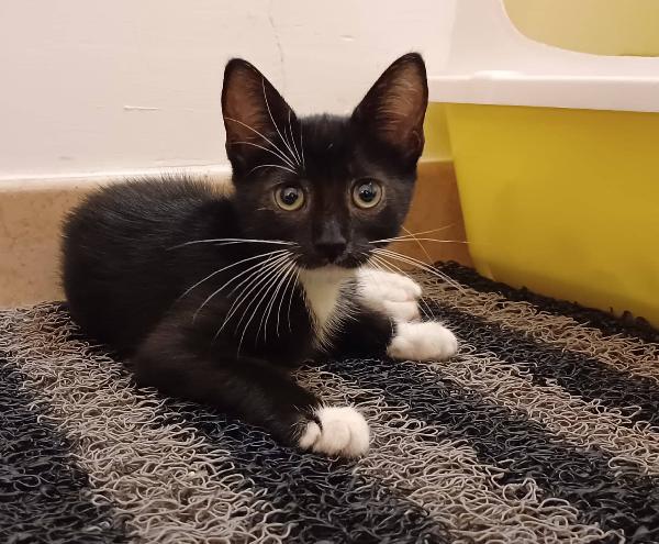 La Piccola Amelie Cerca Una Famiglia