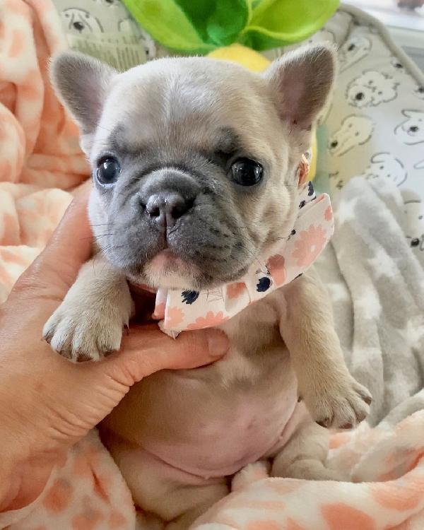 urgente.  Cucciolo di bulldog francese che ha bisogno di una nuova casa.  