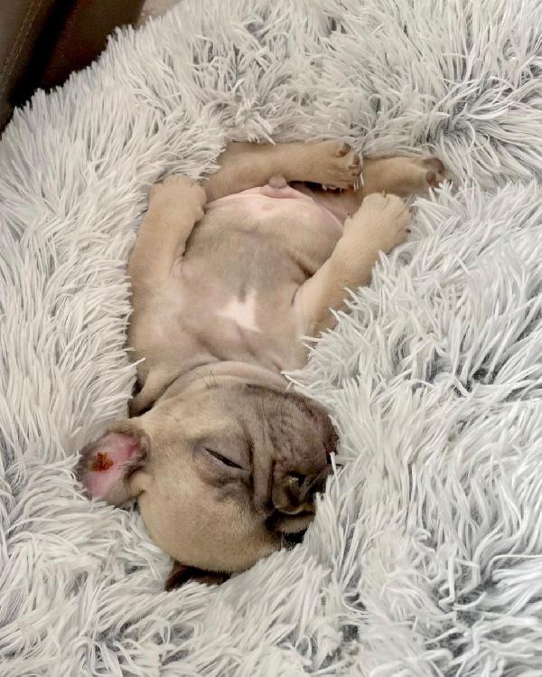 Disponibili 2 cuccioli di bulldog francese maschi. 