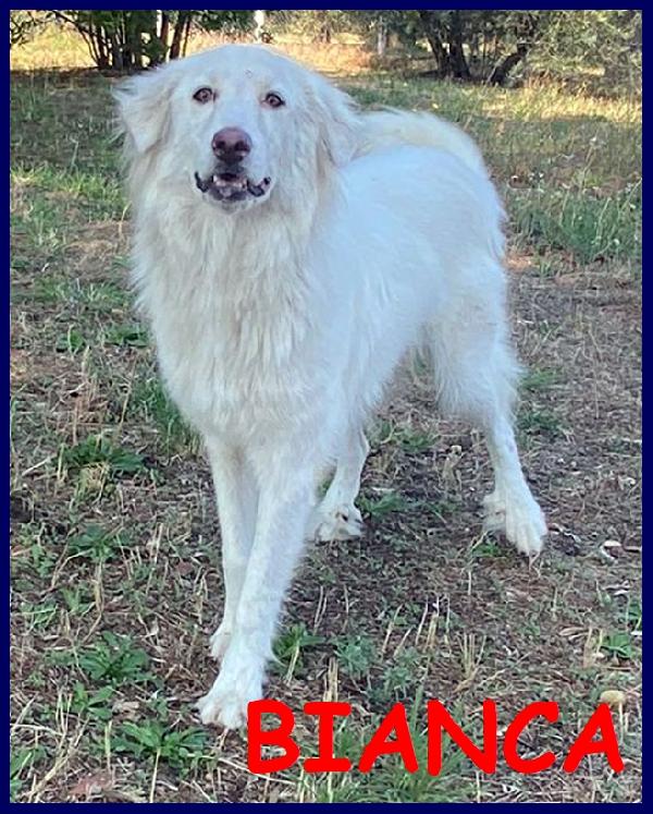 Bianca Cucciolona Maremmana 1 Anno Cerca Urgentemente Una Famiglia Od Entra In Canile!!!