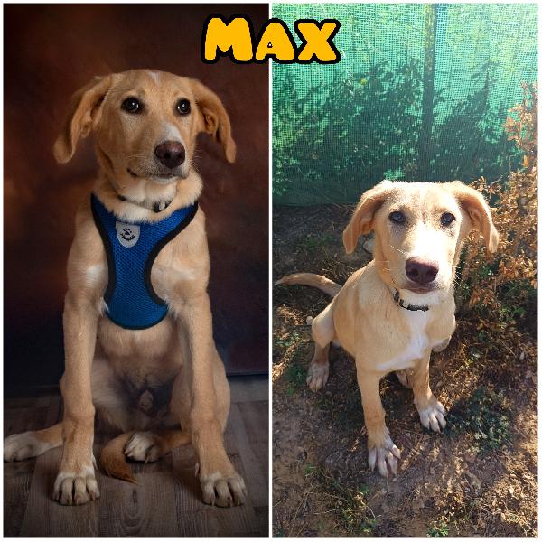 Max, Cucciolo Invisibile 