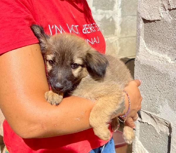 5 Cucciole Taglia Piccola 