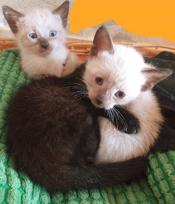 Regaliamo Tre Gattini: Due Siamesi E Un Gatto Nero