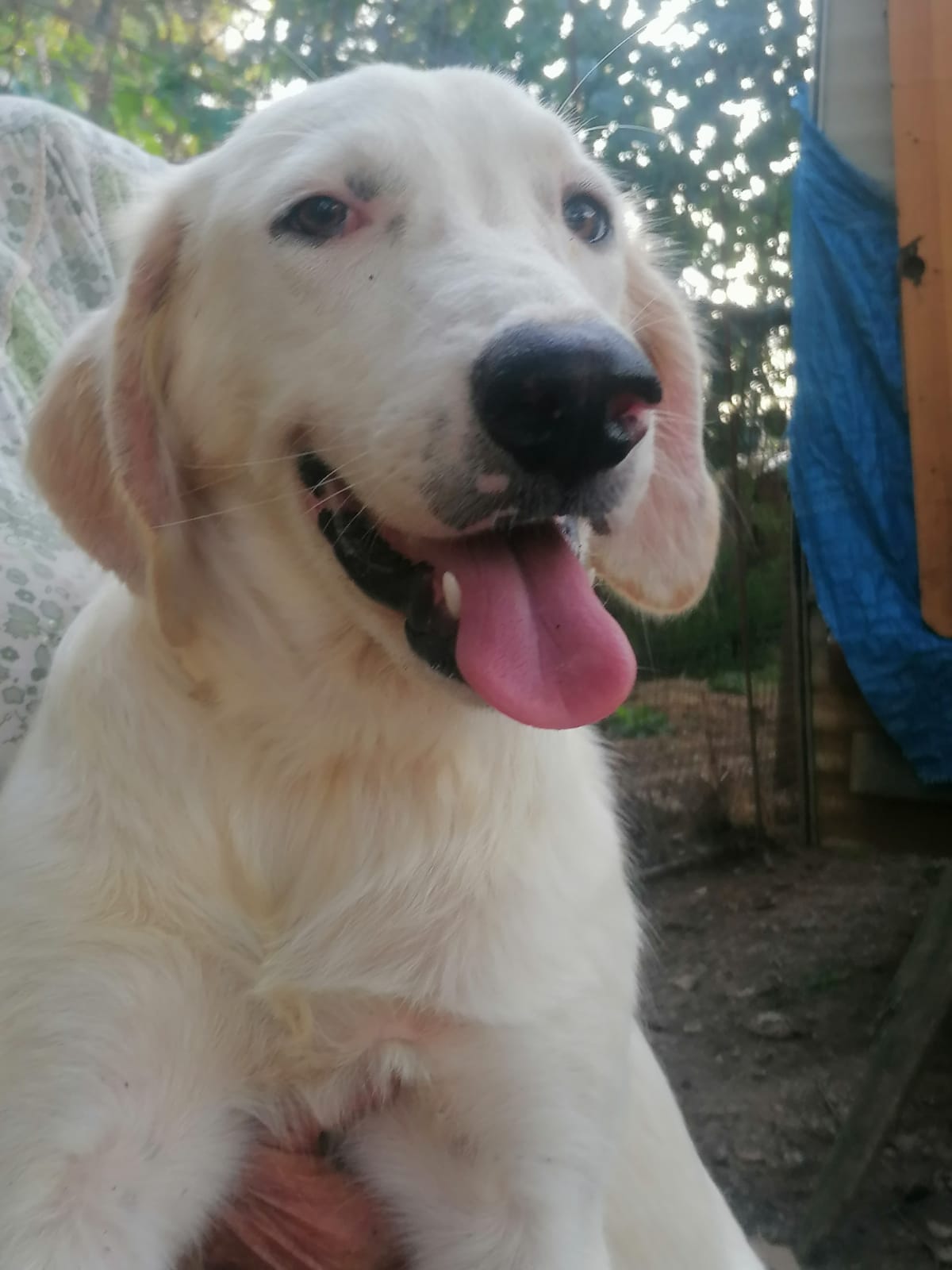 cuccioli in regalo a cosenza