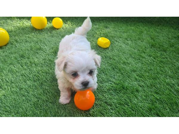 Bellissimi cuccioli maltesi