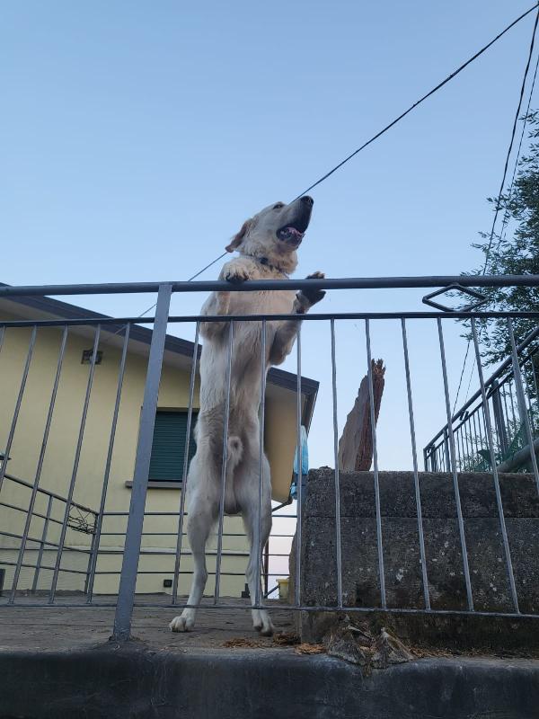 Urgente! Pongo splendido simil pastore maremmano taglia grande Foto 3