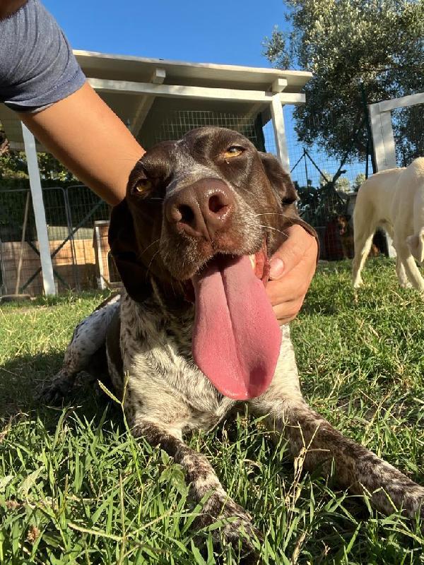 Peggy Giovane Simil Bracco Tedesco 