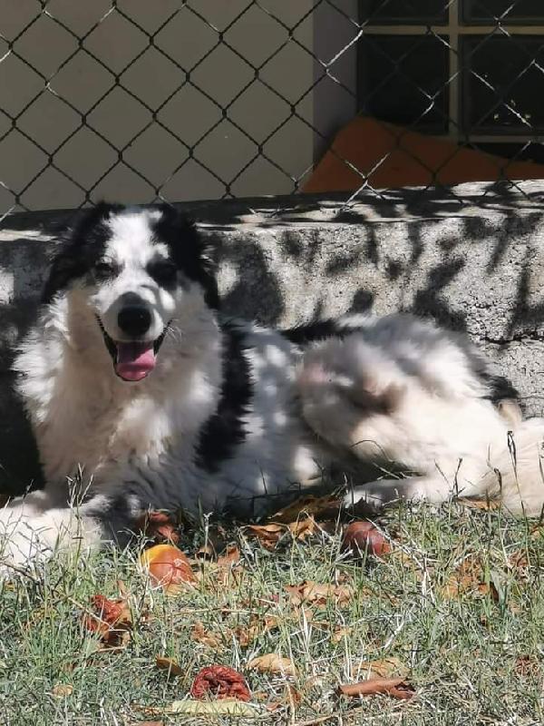 Taglia Contenuta In Adozione 