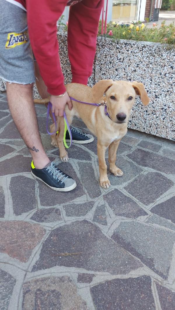 Milo Cerca Urgentemente Casa 