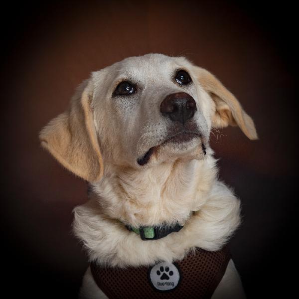 Cucciolo Simil Golden In Toscana 