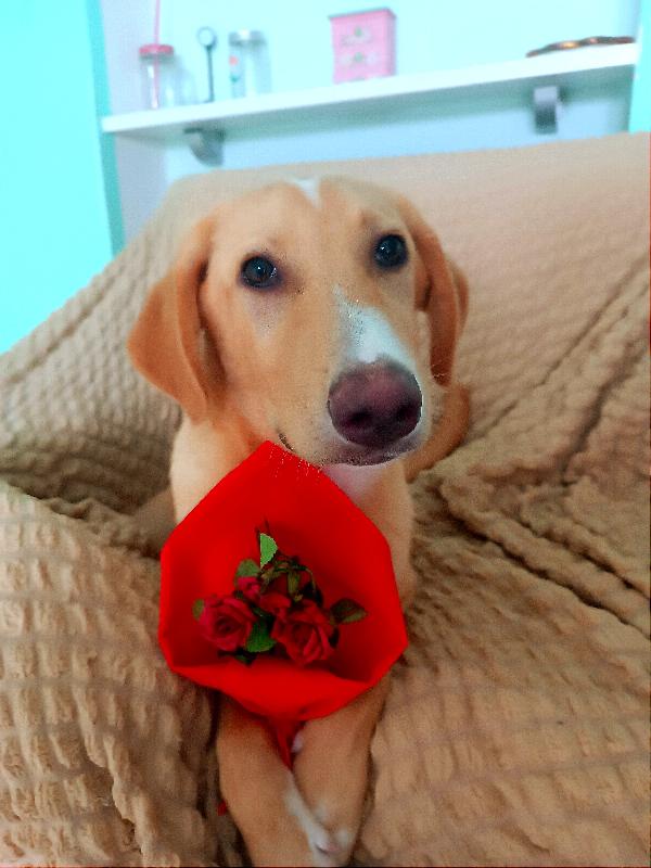 Cuccioli Simil Golden In Toscana 