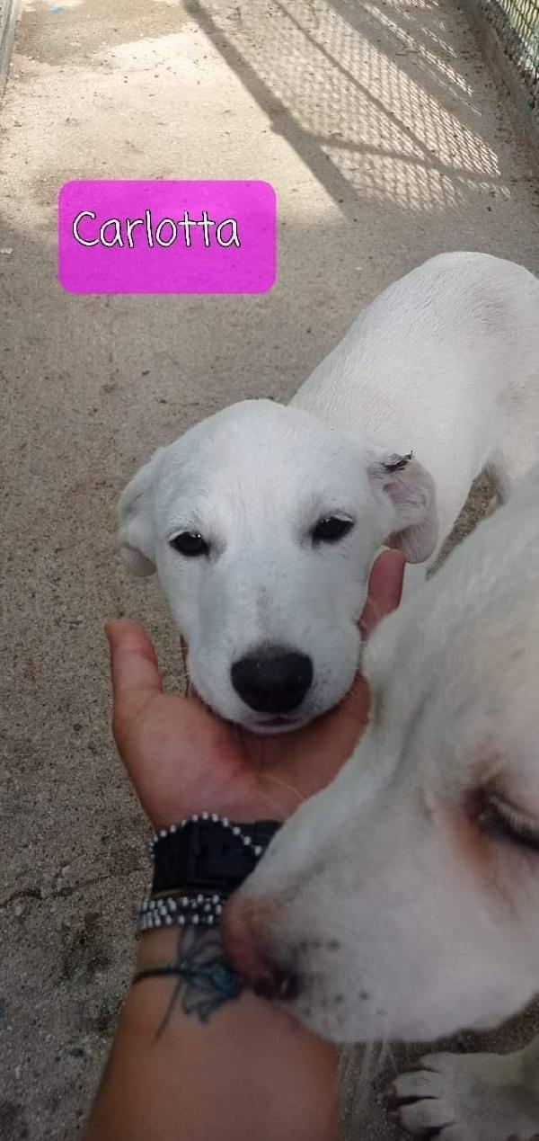 Cuccioli In Adozione 