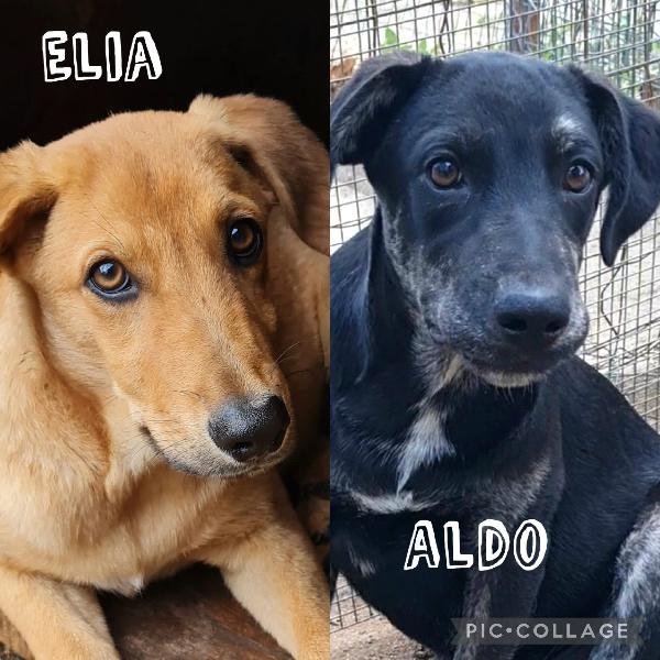 Aldo Ed Elia Cuccioli Taglia Grande 