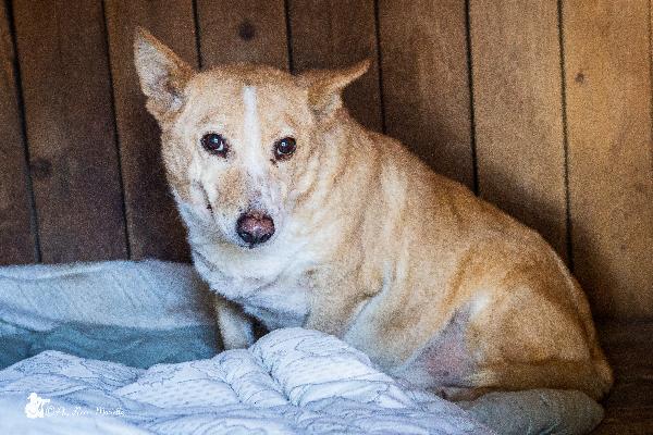 Adozione Del Cuore Per Nonno Cocco 