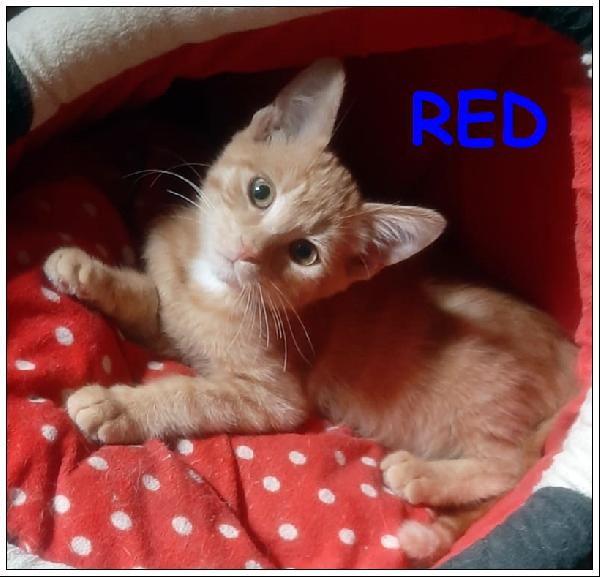 Red Tenerissimo Micino 3 Mesi Abbandonato Cerca Una Mamma Umana Che Lo Ami Per Sempre