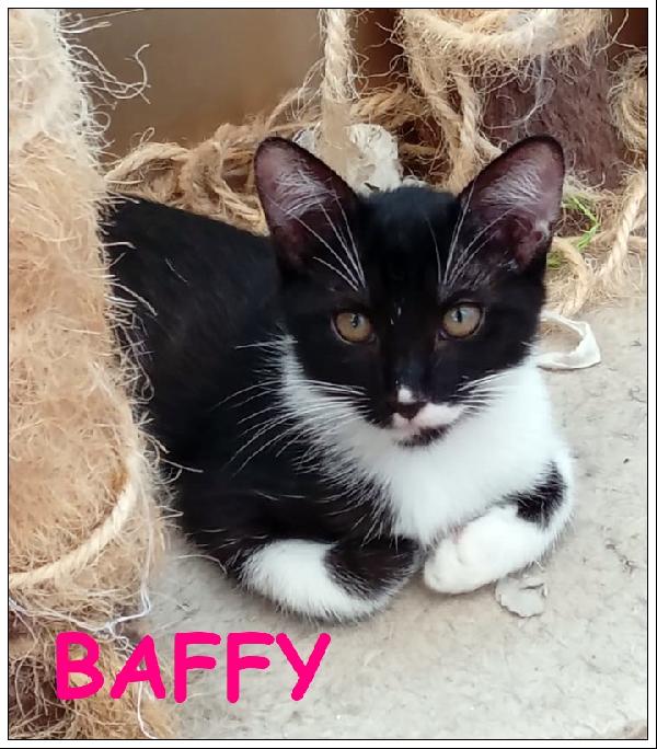 Baffy Spettacolare Micina 2 Mesi E Mezzo, Aspetta Una Mamma Che Si Prenda Cura Di Lei!