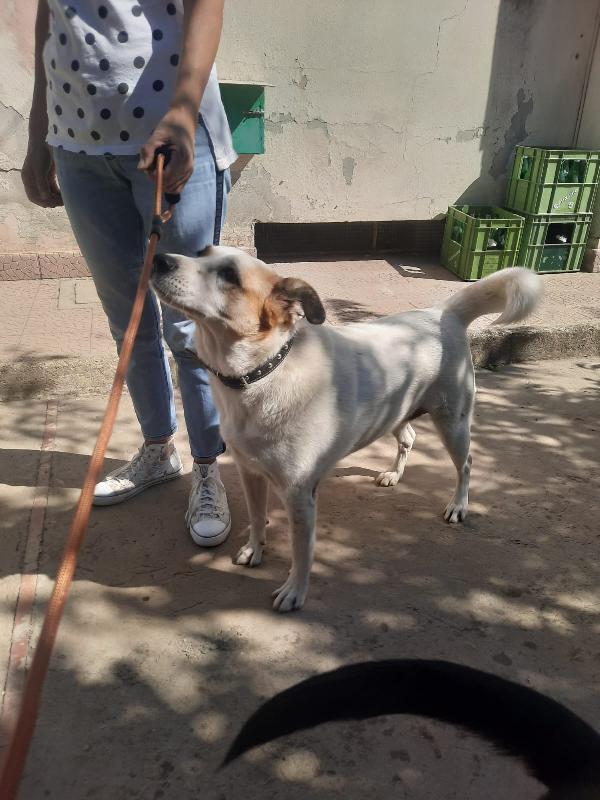 STALLO/ADOZIONE URGENTE PER CLUSA GIOVANOTTA TAGLIA GRANDE Foto 2