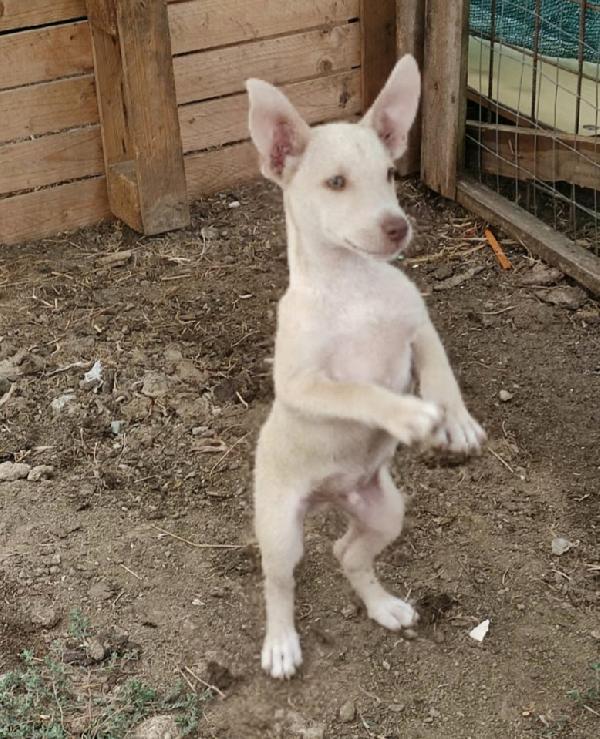 Dino Cucciolo Simil Lupetto 2 Mesi 