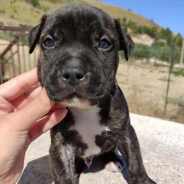 Domino Cerca 🏡 Mix Pit