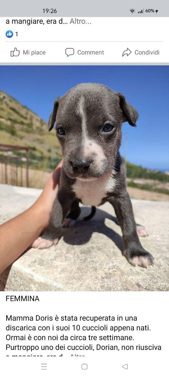 Cucciola Mix Pit In Adozione ❤️