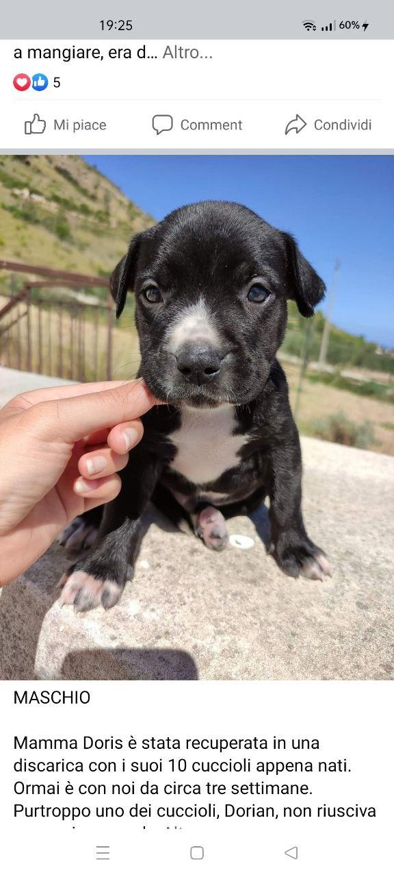 Cucciola Mix Pitbull In Adozione 