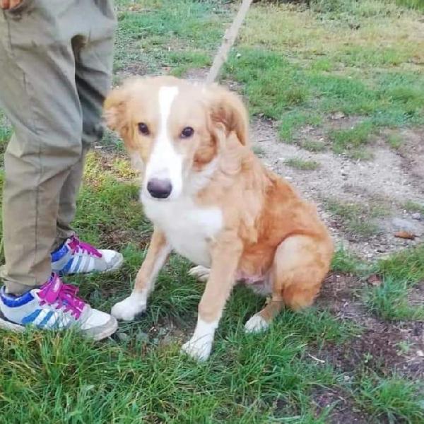 Taglia Medio Contenuta In Adozione 