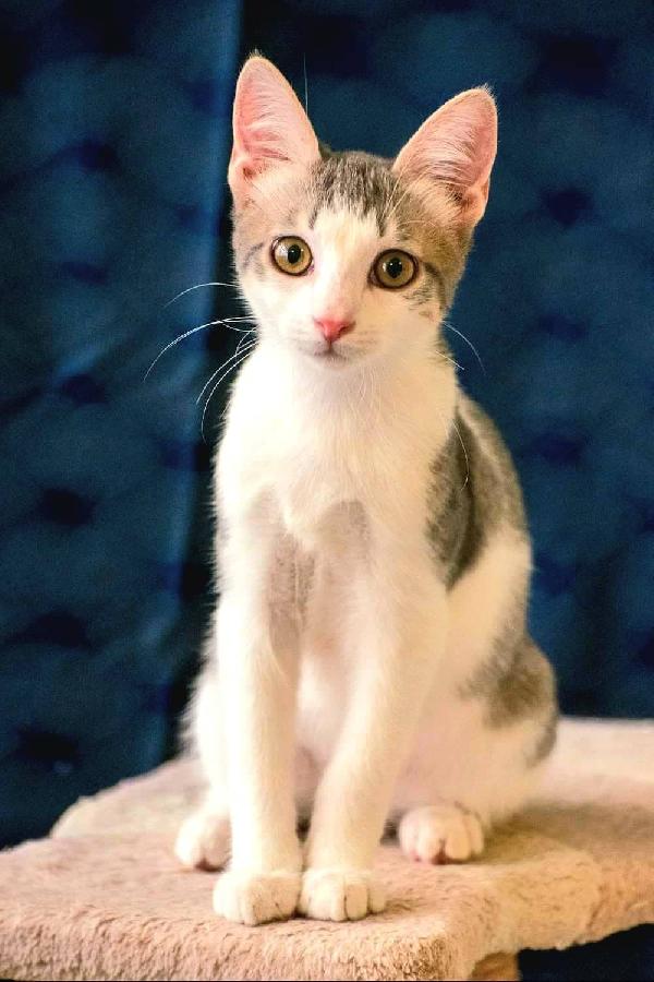 Il Piccolo Watson Cerca Una Famiglia