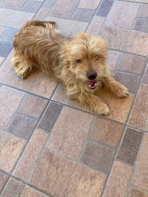 Hanry Taglia Piccola